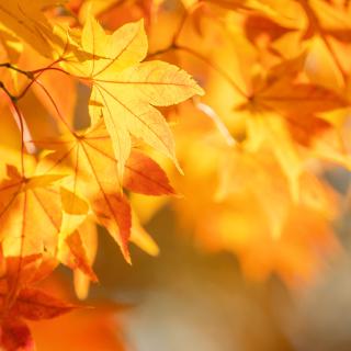 Říjen ve školní družině